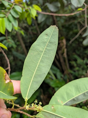 Margaritaria nobilis, photograph 2