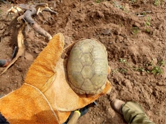 Kinosternon arizonense