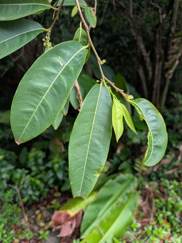 Margaritaria nobilis, photograph 3