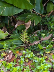 Heliconia caribaea
