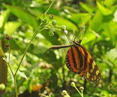 Melinaea lilis imitata