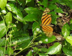 Melinaea lilis imitata
