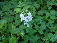 Cardamine angulata