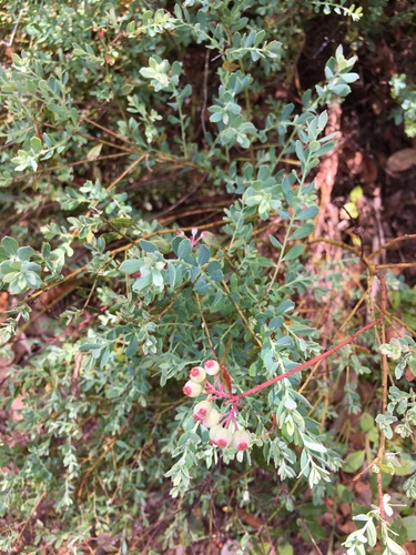 Vaccinium darrowii, photograph 1