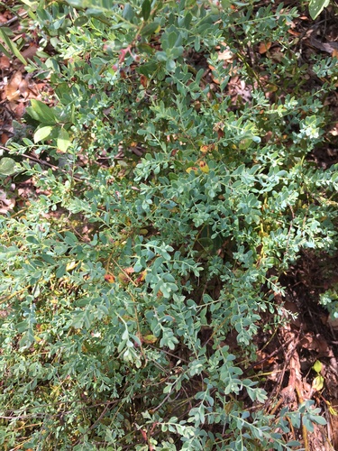 Vaccinium darrowii, photograph 2