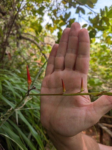 Pitcairnia angustifolia, photograph 6