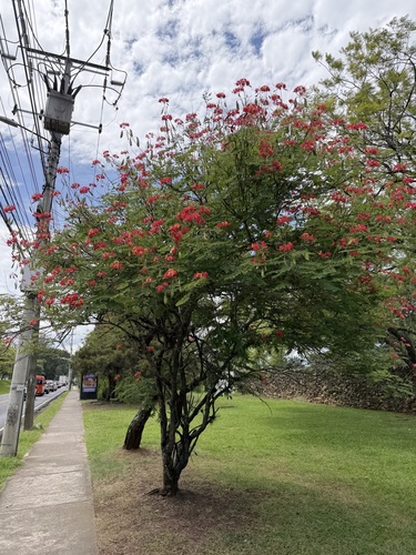 peacock flower