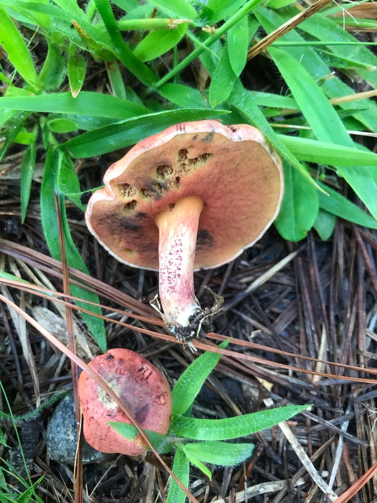 Boletus mahoganicoloroides · August 2026 · photo: Photo: (c) boletejones, some rights reserved (CC BY) · iNaturalist
