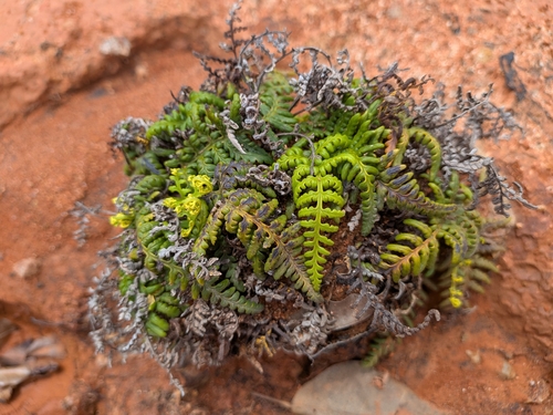 Pityrogramma chrysophylla observed 2026-08-12