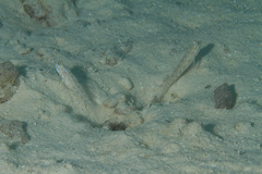 Ctenogobiops feroculus