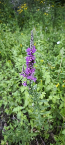 purple loosestrife