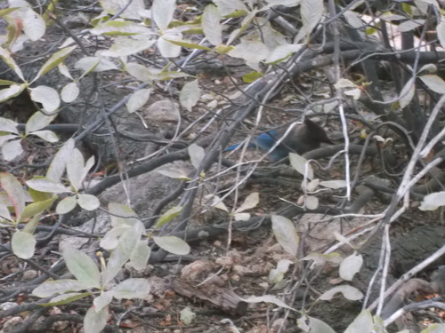 iNaturalist observation photo of Steller's Jay