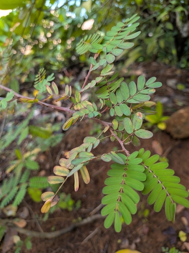 Chamaecrista glandulosa, photograph 6
