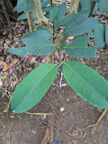 Garcinia humilis