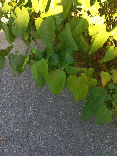 Giant Knotweed