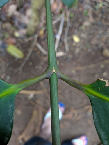 Garcinia humilis, photograph 2