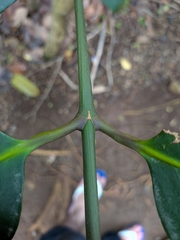 Garcinia humilis, photograph (c) Guillaume Delaitre, some rights reserved (CC BY)
