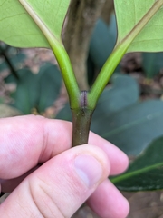 Garcinia humilis, photograph (c) Guillaume Delaitre, some rights reserved (CC BY)
