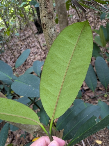 Garcinia humilis, photograph 4