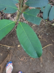 Garcinia humilis, photograph (c) Guillaume Delaitre, some rights reserved (CC BY)
