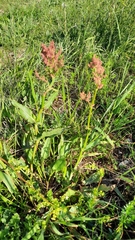 Rumex acetosa