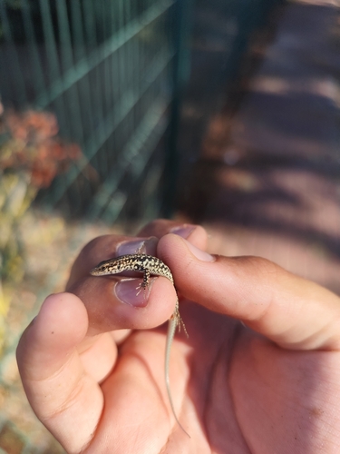 Geniez’s Wall Lizard, Podarcis virescens