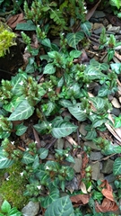 Lepidagathis inaequalis