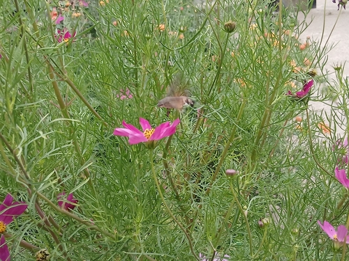 Eurasian Hummingbird Hawkmoth