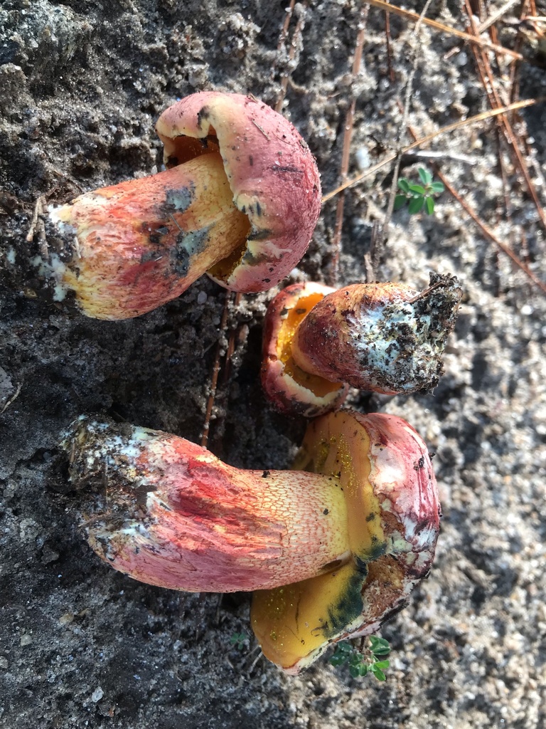 Exsudoporus floridanus · August 2026 · photo: Photo: (c) boletejones, some rights reserved (CC BY) · iNaturalist