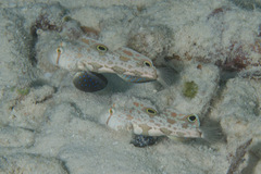Signigobius biocellatus