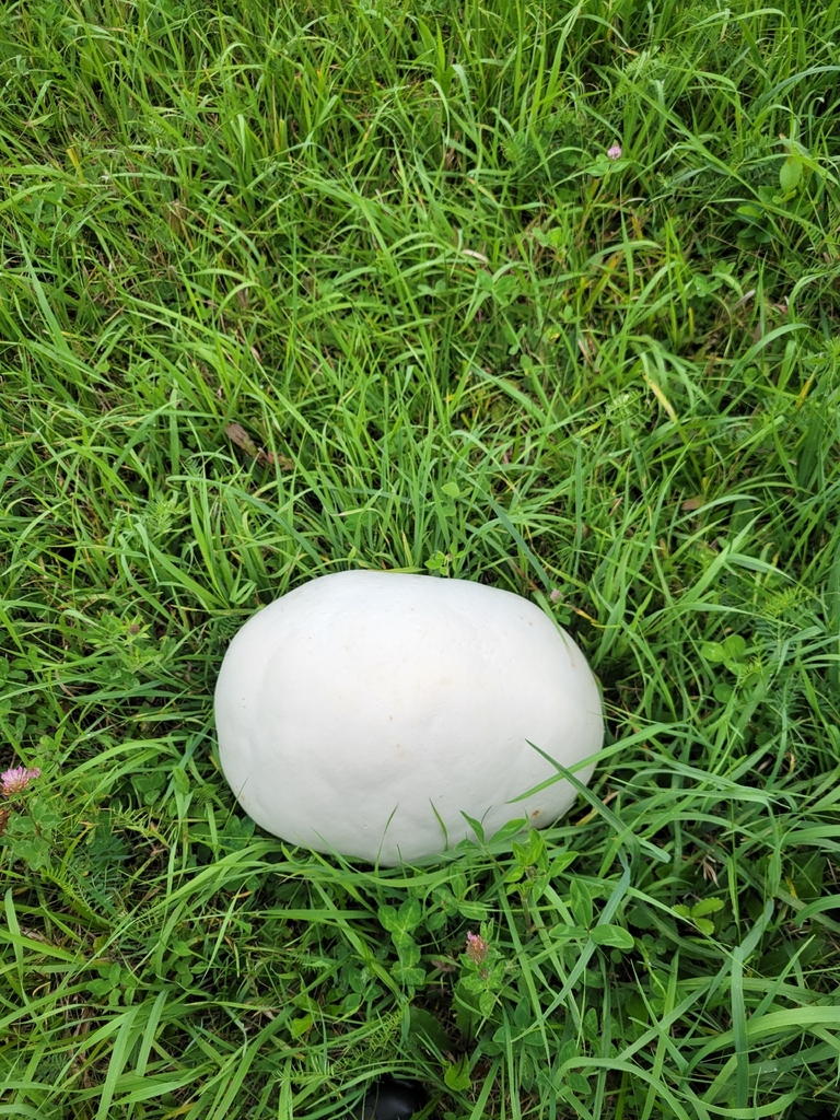 giant puffball · August 2026 · photo: Photo: (c) panickedpopcorn, some rights reserved (CC BY) · iNaturalist