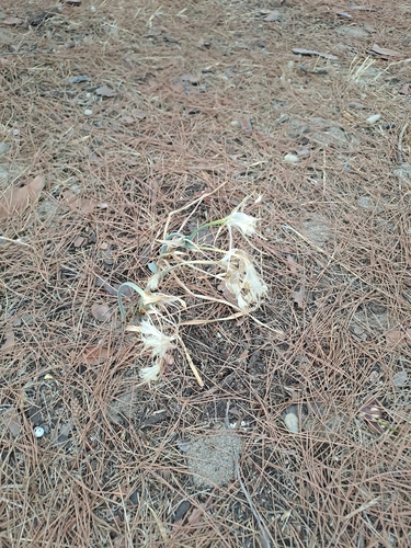 Sea Daffodil