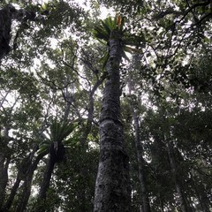 Asplenium australasicum