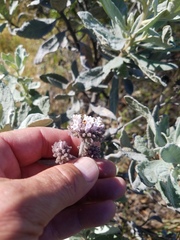 Eriodictyon traskiae smithii