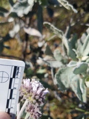 Eriodictyon traskiae smithii