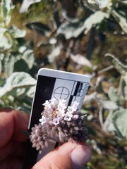 Eriodictyon traskiae smithii