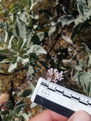 Eriodictyon traskiae smithii