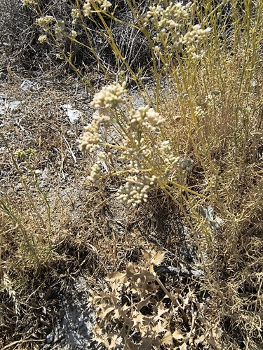 Gypsophila struthium, photograph 2