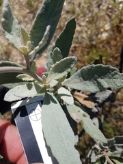 Eriodictyon traskiae smithii