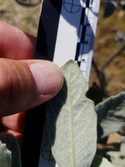 Eriodictyon traskiae smithii