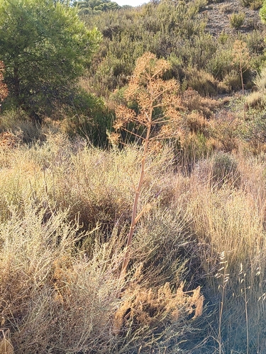 Ferula communis, photograph 3