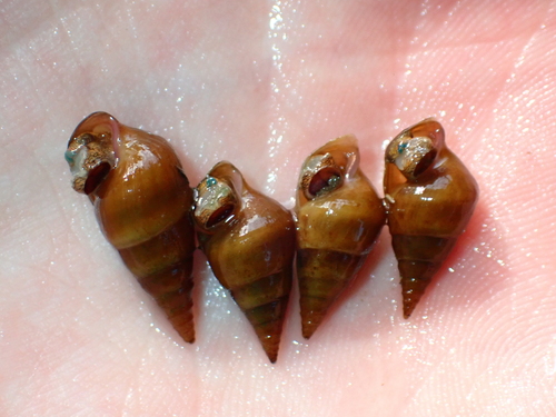 Pleurocera gradata observed 2026-08-09