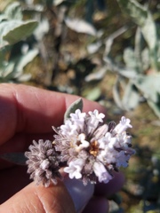 Eriodictyon traskiae smithii