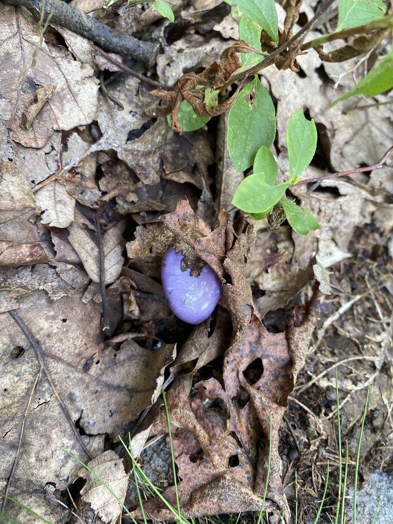 Viscid Violet Cort · August 2026 · photo: Photo: (c) Niki Robertson, some rights reserved (CC BY) · iNaturalist