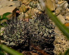 Chichimecactus corregidorae