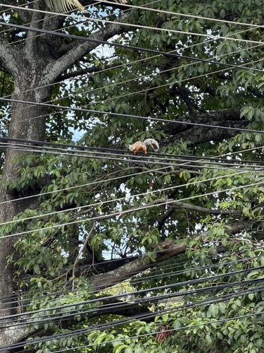 Variegated Squirrel
