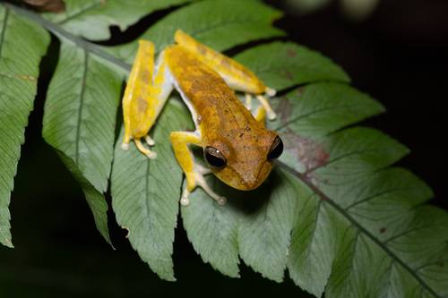Sara Tree Frog, Boana steinbachi
