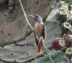Amazilis amazilia