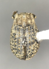 Trox terrestris