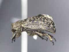 Trox terrestris